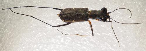 Odontocheila margineguttata
